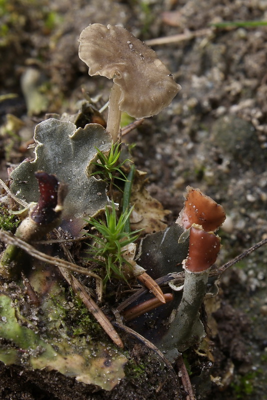 Leermostrechtertje - Omphalina peltigerina